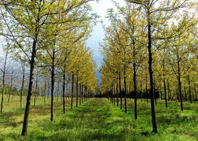 La plantación comercial de árboles nobles ‘más grande del mundo’, situada en Talayuela (Cáceres)