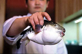 Pez Fugu, la delicia culinaria más peligrosa del mundo