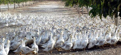 El problema viene por el modo en que se ceba a las aves para que su hígado aumente de tamaño.