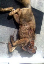 Decapitan a un lobo para protestar por su presencia en los montes