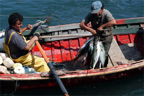  Extinción de pesca artesanal