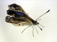 Científicos descubren mutaciones en mariposas por la radiación en Fukushima