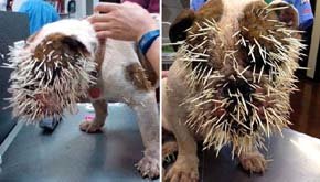 Los médicos retiran 500 púas de puercoespín del cuerpo de un bulldog