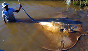 Mantarraya gigante del Mekong