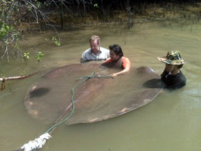 Mantarraya en río Paraná, Argentina