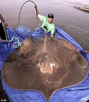 Monstruo de río con peso de 127 kilos y aguijón venenoso