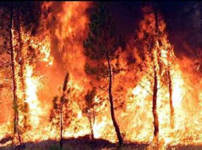 La Justicia Española es poco eficiente contra los incendiarios