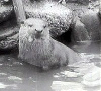 Declaran especie extinta a la nutria japonesa de río