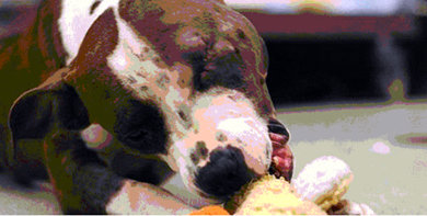 Pit bull terrier baleada en un ojo por criminal con mente en estado inferior  