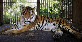 Liberan a seis tigres enjaulados en la azotea de un edificio de Tailandia