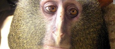 Descubren una nueva especie de mono africano en el corazón del Congo
