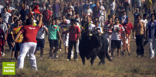 Crónica e imágenes de la muerte de Volante en Tordesillas