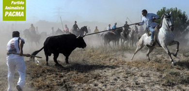 Crónica e imágenes de la muerte de Volante en Tordesillas