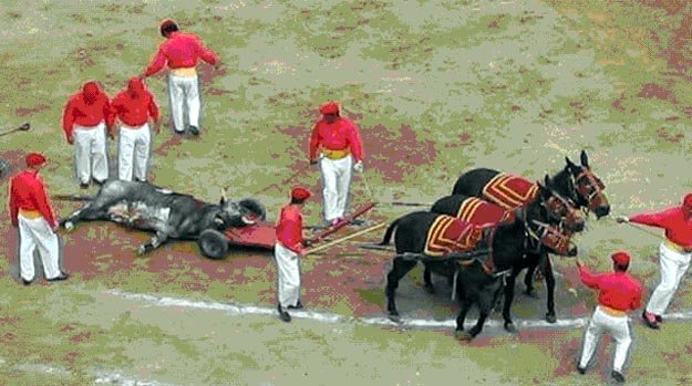 Toro muerto convertido en basura. Horas antes en su inocencia comía y bebía para sobrevivir   

