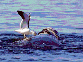 Foto de Internet. Gaviota hundiendo su pico en la carne de una ballena franca