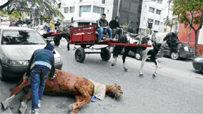 El animal cayó en la esquina de Dr. Muñiz y Mariano Moreno. Muerte de caballo que tiraba un carro conducido por dos menores de edad