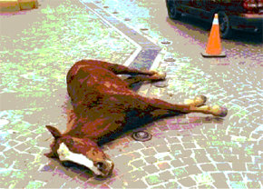 Caballo que murió por el esfuerzo realizado