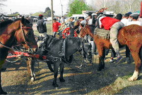 Crueles chatarreros que en nombre de la pobreza maltratan con impunidad a caballos de dudoso origen