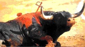 Toro despidiéndose del mundo sin entender la crueldad humana  