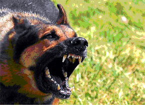 Foto de archivo. Perro enfurecido (ajeno al hecho)