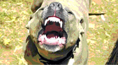 La impresionante capacidad de mordida de un Pit bull terrier lo hace destructivo al llegar a una pierna, brazo o cabeza humana 