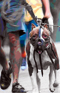 Forma correcta de conducir a un Pit bull mordedor