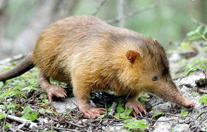 Cubanos buscan especie que se creía 'extinta'