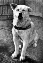 La historia del perro de raza Akita ha inspirado películas como “Hachiko: Siempre a tu lado”, protagonizada por Richard Gere, en el papel del amo del fiel animal.

