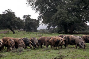 El jamón más caro del mundo