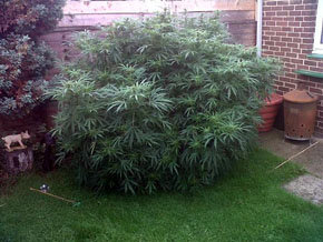 Planta de marihuana confiscada por la policía de Bedford en la casa de una pareja de ancianos 