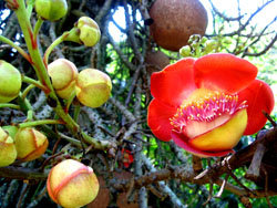 La flor del coco es infaltable en la Navidad paraguaya (Foto: EfraÃ­n MartÃ­nez Cuevas)