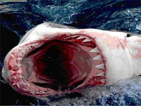 Terrorífica imagen de ataque de tiburón blanco