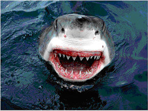 Tiburón blanco que emerge agresivo (foto: Dragoman)