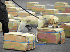 Imagen de un perro entrenado para detectar cargamentos de drogas prohibidas