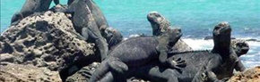 Islas Galápagos: Entre lo más puro de la Naturaleza