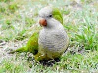 Cotorra argentina (Myiopsitta monachus) prohibida en España (foto de archivo)