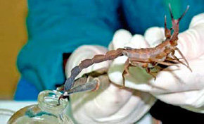 Premian en Cuba fármaco contra el cáncer a base de veneno de escorpión