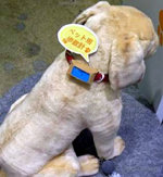 Presentan en Japón un dispositivo para controlar la salud de los perros