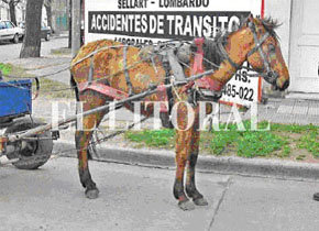 (Foto: El Litoral- 29-4-2011)   Caballo arruinado autorizado por la Municipalidad de Santa Fe para tirar carros pesados