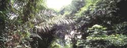 La pluvisilva de Guinea Ecuatorial permite a este pais disponer de una exuberante vegetacion, con arboles de madera noble como la caoba, que se explotan para la exportacion