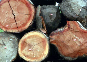 Andalucía fomenta el uso energético de la biomasa forestal