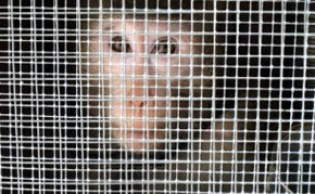 United Airlines se niega a transportar monos para laboratorios de ciencia