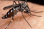 Las autoridades sanitarias han dicho que la tala de bosques ha destruido el habitat natural del mosquito del dengue (en la imagen) que ha debido emigrar a lugares habitados.