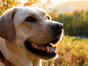 Perros, las adopciones ya superan las compras