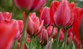 Keukenhof, el “jardín más bello del mundo” acaba de abrir sus puertas