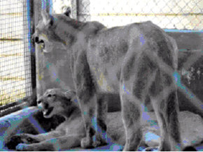 Pumas totalmente desnutridos 
