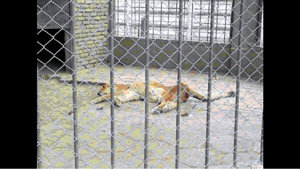 Otro felino de estructura destruida por abandono de los directivos del zoológico
