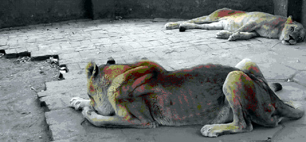 Leones con la piel pegada a los huesos 