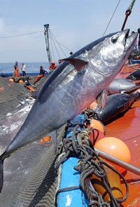Mayo: el mes del atún rojo en la Costa de Cádiz