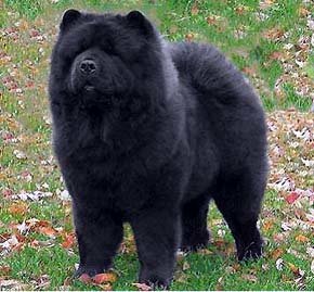 Fotografía de un “Chow- Chow” muy parecido sacada de la página Web “Perros- Mascotas”